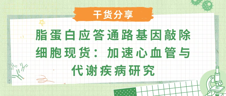 脂蛋白应答通路基因敲除细胞现货 —— 加速心血管与代谢疾病研究