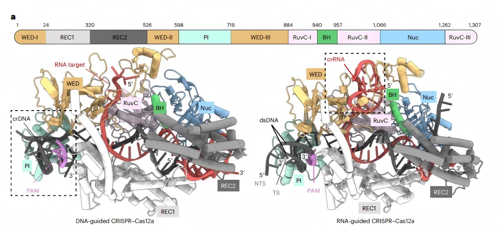图1.  DNA引导和RNA引导的CRISPR&ndash;Cas12a系统的结构比较