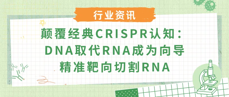 颠覆经典CRISPR认知——DNA取代RNA成为向导,精准靶向切割RNA