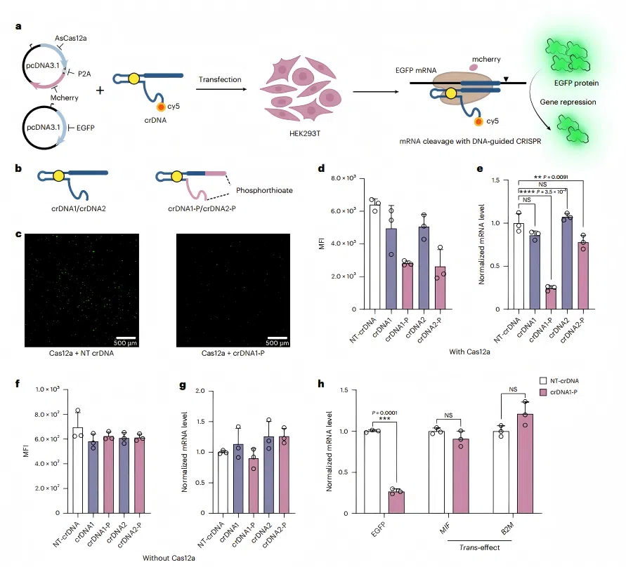 图2. DNA引导的CRISPR-Cas系统实现细胞内RNA敲低