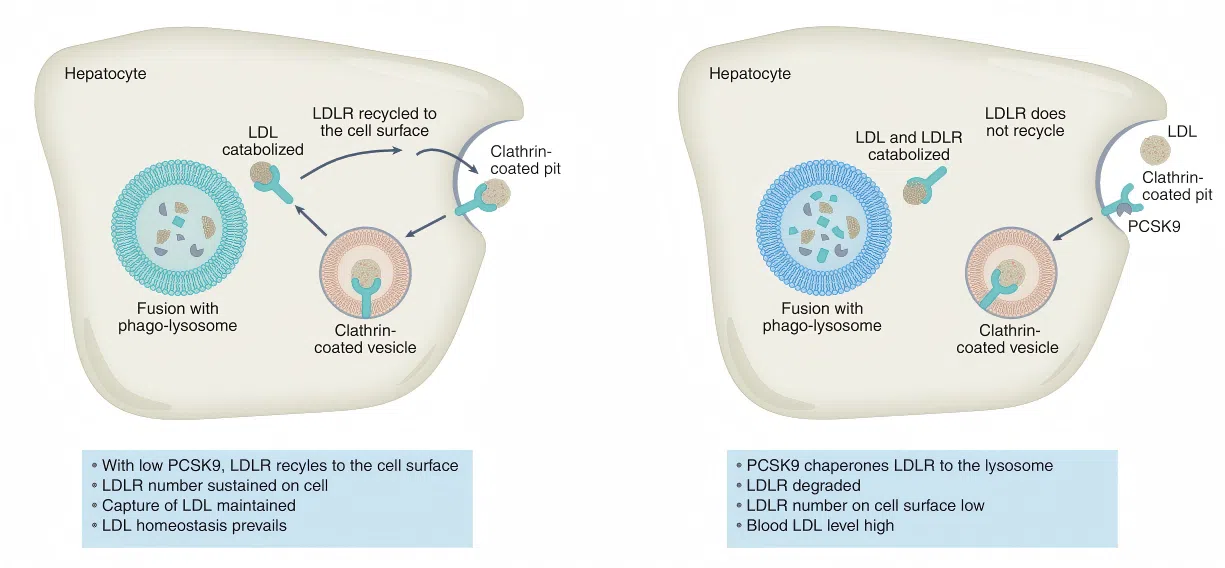 图2 PCSK9-LDLR调控轴：从LDL受体降解到心血管治疗