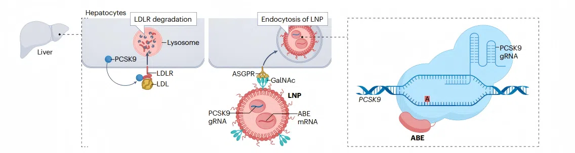 图1.PCSK9对LDL受体降解的调控及腺嘌呤碱基编辑用于PCSK9失活的示意图