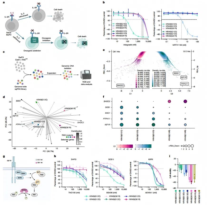 图2. Ba/F3 系中的 CRISPR 敲除筛选可识别特定的 RAS 突变依赖性