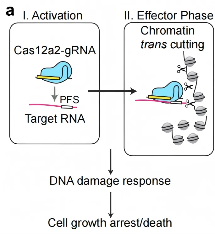图1. Cas12a2介导的染色质trans-cleavage与哺乳动物细胞杀伤机制示意图