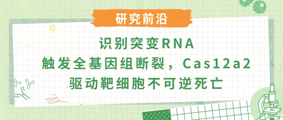 CRISPR-Cas12a2染色质粉碎技术