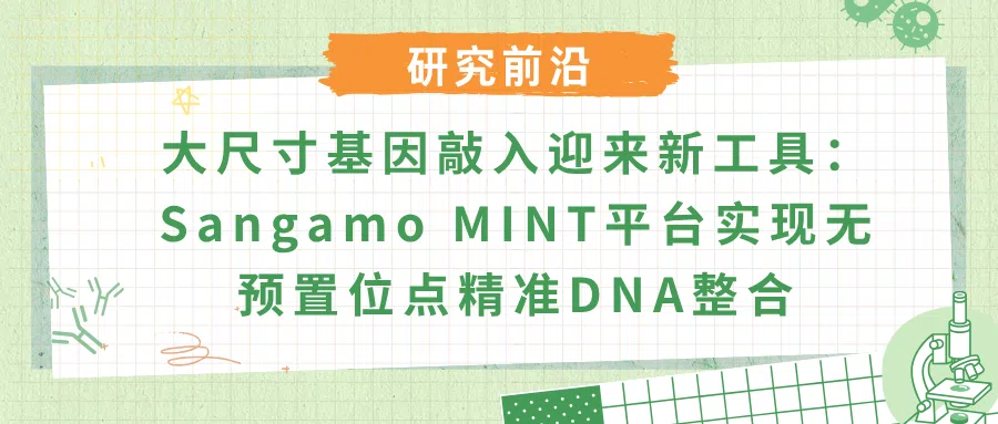 工程化整合酶大片段精准整合