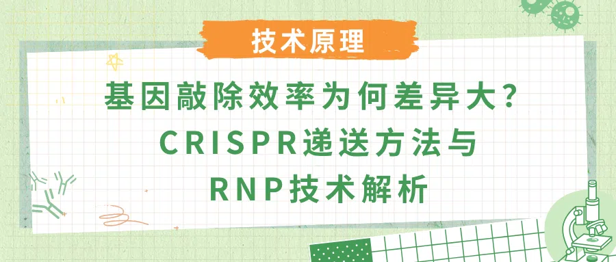 CRISPR基因敲除