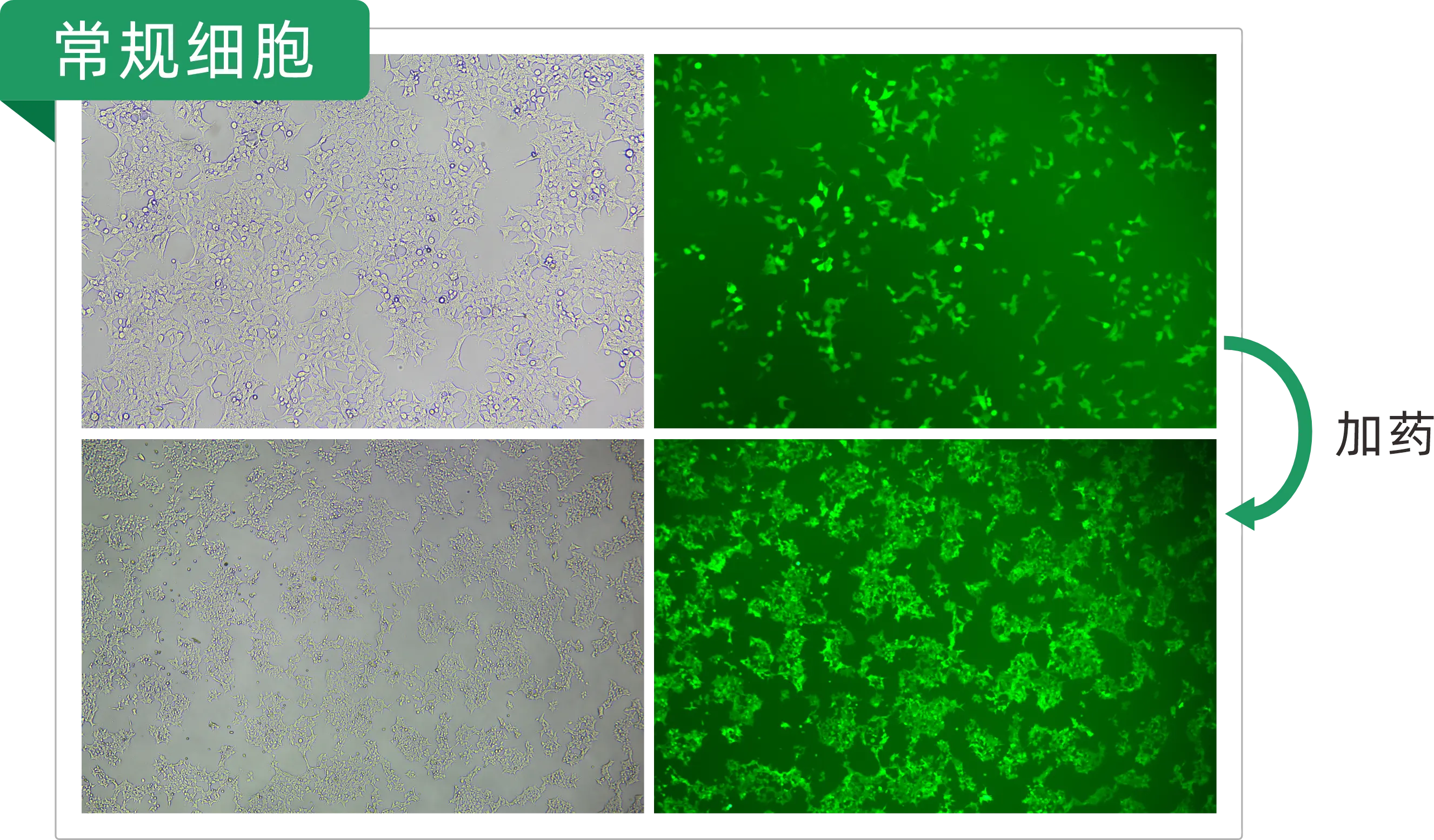 KI Enhancer 实测对比 HEK293T/GFP