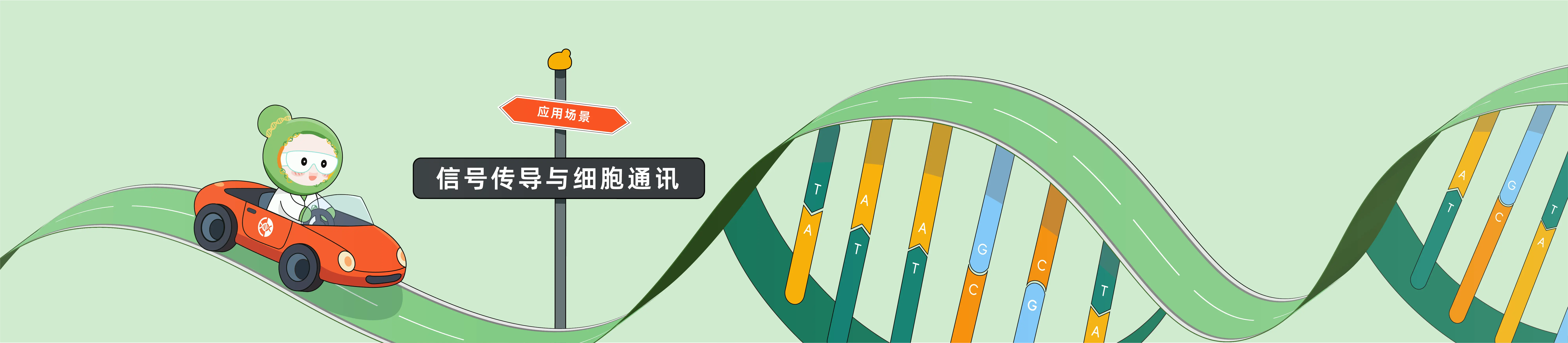 CRISPR 在信号传导与细胞通讯中的应用：