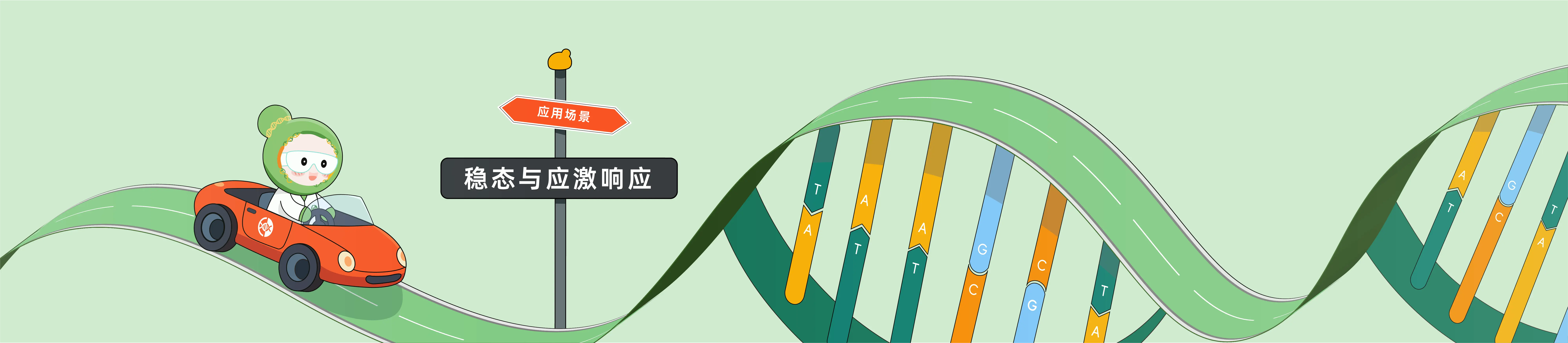 CRISPR 在稳态与应激响应中的应用