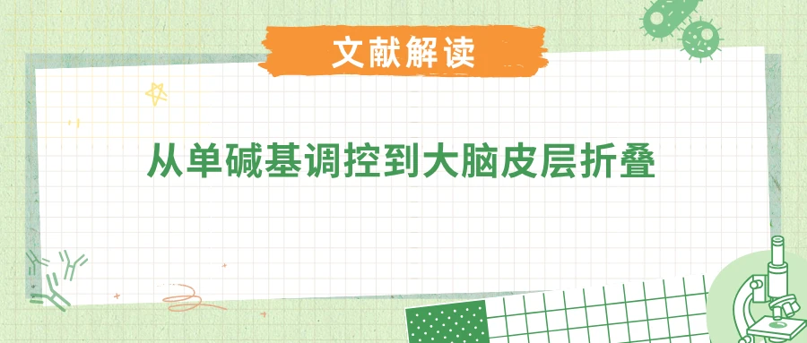 CCNB1IP1 顺式调控进化驱动灵长类皮层折叠